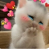 Gatinhos 14