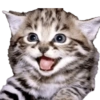 GATOS MICHIS MUY RANDOM 🐈😼🐈‍⬛ 17