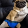 Memes gatos e cachorros 10