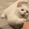🧿Animalitos cute para chat 2 10