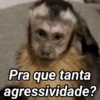 Macaquinhos reagindo🐒👇 8