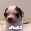 APAANSI