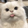 🧿Animalitos cute para chat 2 6