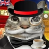 Gatos muy Random🐈‍⬛😹😺 7
