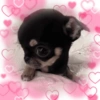Bichinhos Fofos Cute 💕 7
