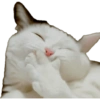 GATOS MICHIS MUY RANDOM 🐈😼🐈‍⬛ 10