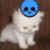 Kucing ajojing 8