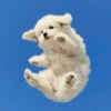 🧿Animalitos cute para chat 2 29