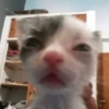 Gatitos😽 12