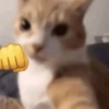 Gatitos😽 14