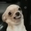 Cute Doggy (3) 7