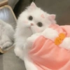 🧿Animalitos cute para chat 2 5