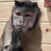 Humores de macaquinhos 17