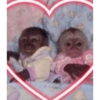 Macaquinhos  6