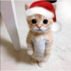 Gatitos cura Depresión🎄 10