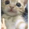 Kucing no context 29