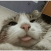Kucing 29