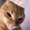 Gatitos😽 10