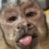 Humores de macaquinhos 6