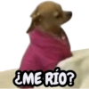 STICKERS PERROS SIN CONTEXTO🐶 14
