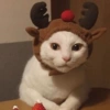 Gatitos cura Depresión🎄 15