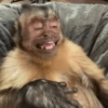 Macaquinhos 🥰 13
