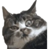 Memes  13