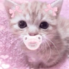 🎀🐱 Los gatitos 🐱🎀 17