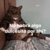 Michi No habrá algo dulcesito por ahí?