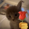 Gatitos😽 7