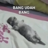 BANG UDAH BANG