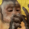 Macaquinhos 🥰 8