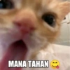 Meme anomali gombal / genit 18