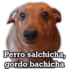 Perro salchicha, gordo bachicha