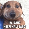 IYA KAH?
NGERI KALI BANG