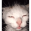 Kucing no context 15