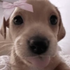 🎀 Perritos tiernos 🎀 9