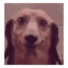 Perros graciosos cursed random 12