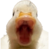 Animalitos 😆 5