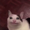 Gatitos Llorando 😭 16