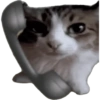 Gatinhos 5