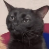 Gatitos. | @ocenferios  Haki. 10