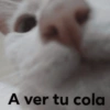 A ver tu cola 😎memes 11