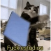 @fans.cats gatos Fuck estudios