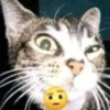 Gatitos Memes😺✨💕7 12
