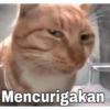 Meow 11