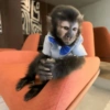 Monkey 9