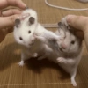 🐹Ratitas cutes🐹 11
