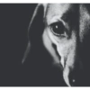 Twitter puro 21