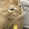 Gatitos Memes😺✨💕7 10